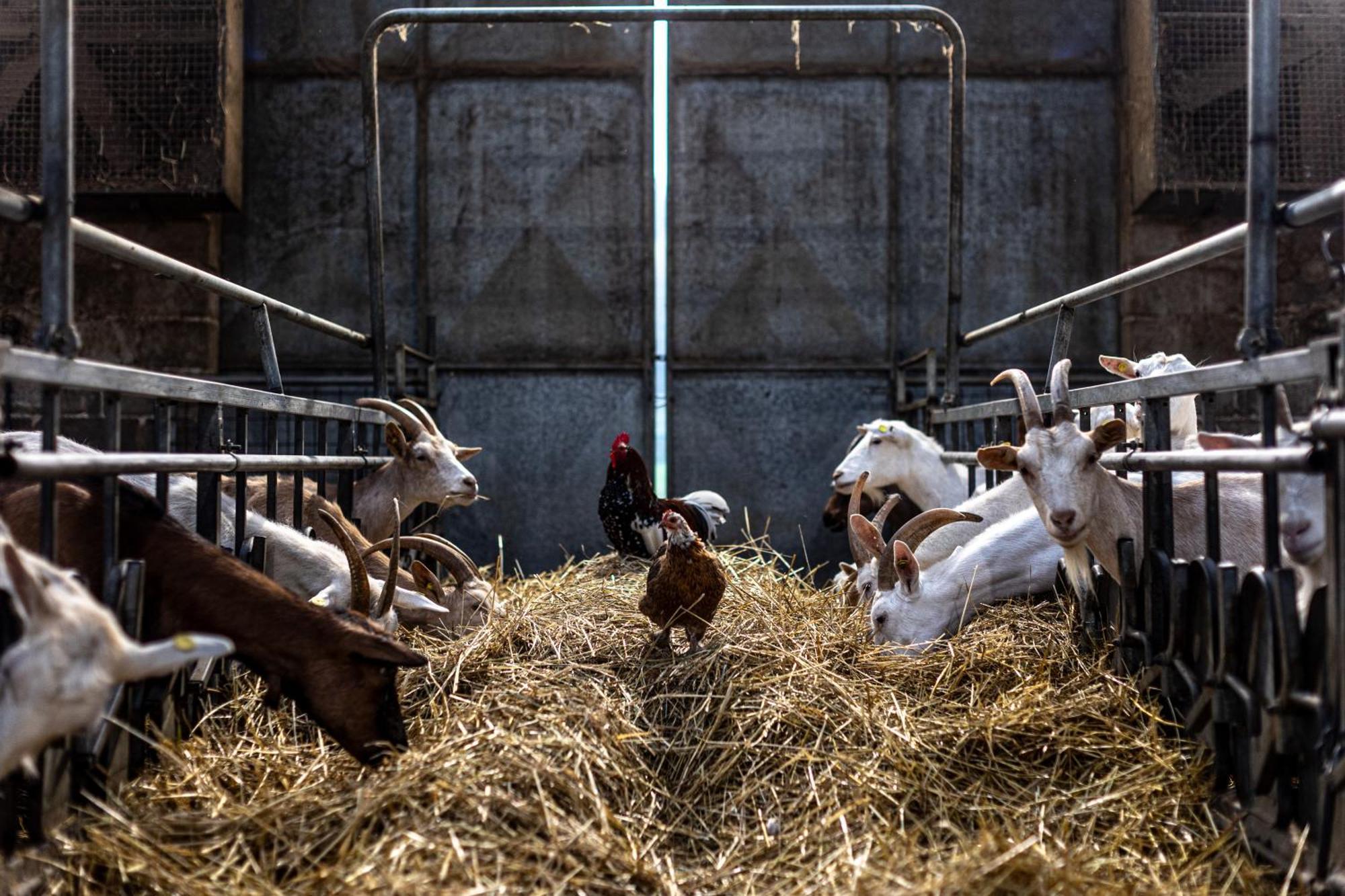 Why Farm *