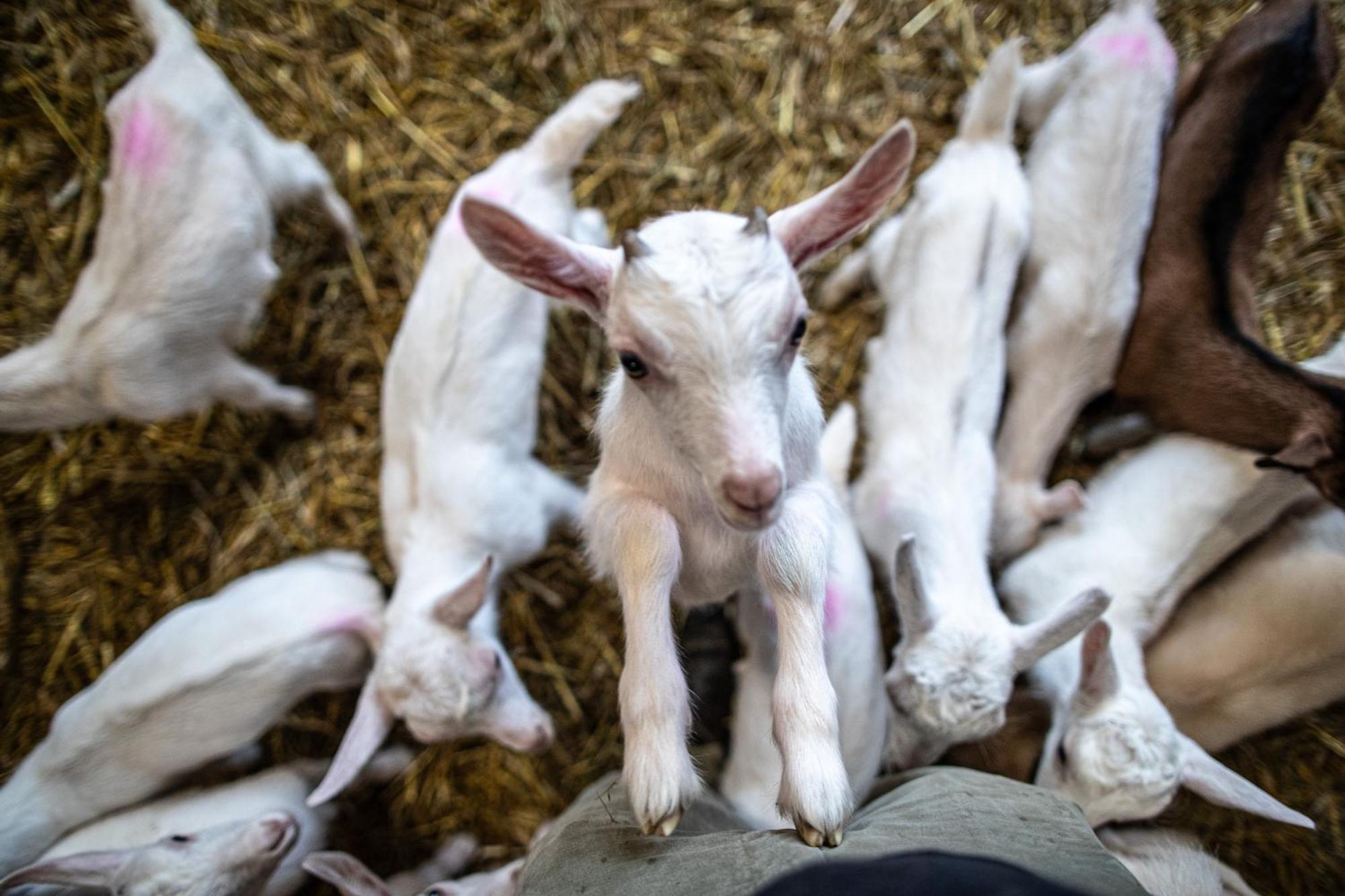 Why Farm Farm stay