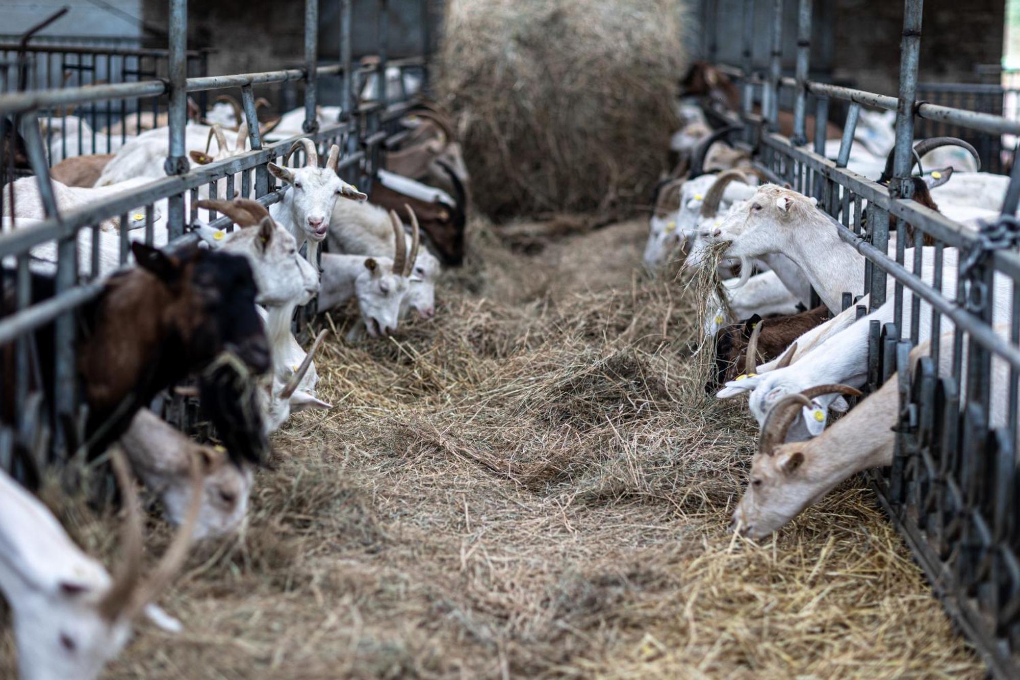 Why Farm * Marano Ticino